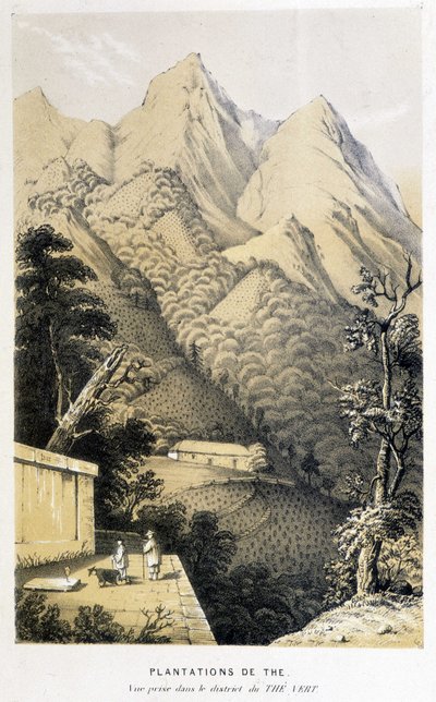 中国の茶畑：緑茶地区で撮影された風景、フォーチュンの中国旅行 - エングレービング、n.d. 作： Unknown artist