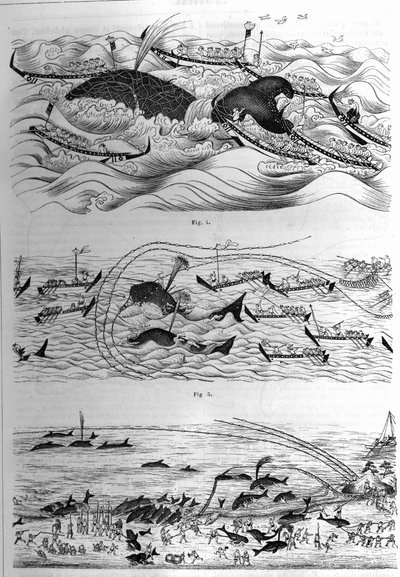 日本での本種の釣りのテクニック。日本政府が送った図面のサンプル。1877年12月8日の「La Nature: revue des sciences et de leurs applications aux arts et a l