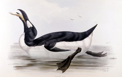 ジャイアントペンギン（Alca Impennis） - ジョン・グールド著『The birds of Europe』（ロンドン）より 作： Unknown artist