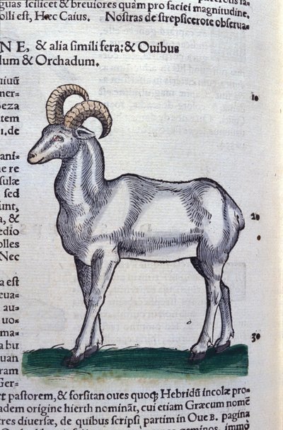 コンラッド・ゲスナー(1516-1565)の『動物史』に登場するアイベックス、ティグリ 作： Unknown artist
