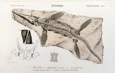 世界自然史辞典から見た魚竜 作： Unknown artist