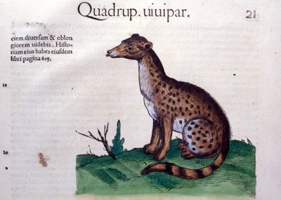 ジャッカル-コンラッド・ゲスナー(1516 - 1565)の『動物史』に登場する、ティグリ 作： Unknown artist