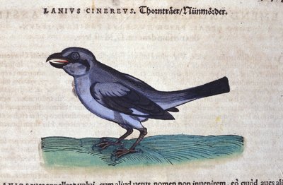 コンラッド・ゲスナー(1516-1565)の『動物史』に登場するモズ、Tiguri 作： Unknown artist