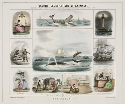 クジラ」1845年頃 作： Unknown artist