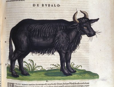 Konrad GesnerのHistoriae animaliumの後の水牛、Tiguri 作： Unknown artist