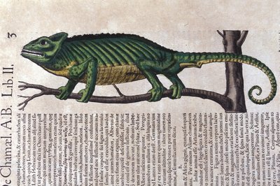 Konrad GesnerのHistoriae animaliumの後のカメレオン、Tiguri 作： Unknown artist