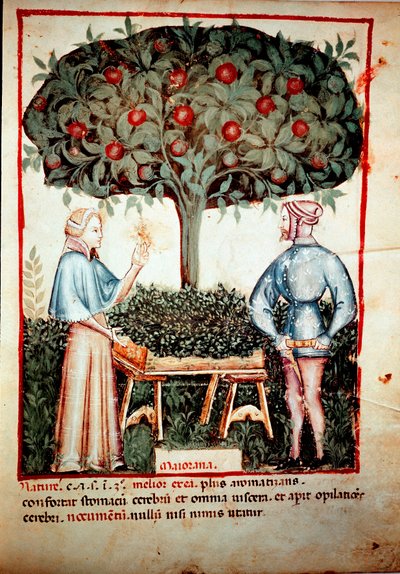 イブン・ブトランによる医学・栄養学「Tacuinum sanitatis」の乳搾り後のマジョラム・イルミネールの採取 作： Unknown artist