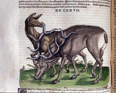 Konrad GesnerのHistoriae animaliumの後の鹿、Tiguri 作： Unknown artist