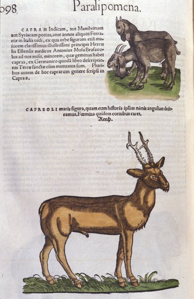 コンラッド・ゲスナー(1516-1565)の『Historia Animalium』に登場する鹿、Tiguri 作： Unknown artist
