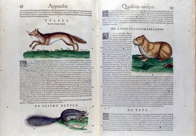 Conrad Gesner (1516 - 1565)のHistoria Animaliumに掲載されているげっ歯類のダブルページ、Tiguri 作： Unknown artist