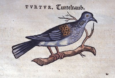 鳩 - Konrad Gesner著『Historiae animalium』（Tiguri）より 作： Unknown artist