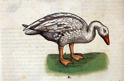 コンラッド・ゲスナーの『Historia Animalium』の後のガチョウ、Tiguri 1560年。Biblioteca nazionale Braidense.ミラノ 作： Unknown artist