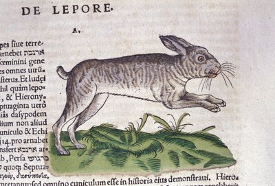 Tiguri 1560年、Conrad GesnerによるHistoria Animaliumの後のウサギ。Biblioteca nazionale Braidense.ミラノ 作： Unknown artist