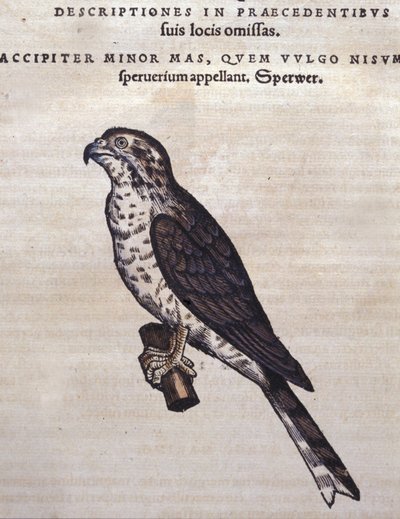 1560年、ティグリのコンラッド・ゲスナーのHistoria Animaliumに描かれた鷹。Biblioteca nazionale Braidense.ミラノ 作： Unknown artist