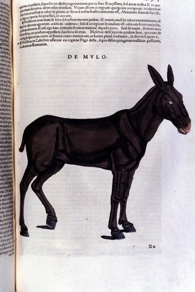 Konrad GesnerのHistoriae animaliumの後のボラ、Tiguri 作： Unknown artist