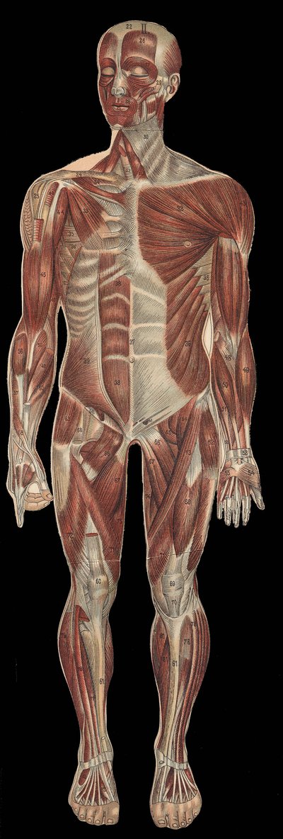 体の前部にある頭部、体幹、四肢の筋肉。F.E.Bilz.1898の "The new natural medication "に掲載されています。 作： Unknown artist