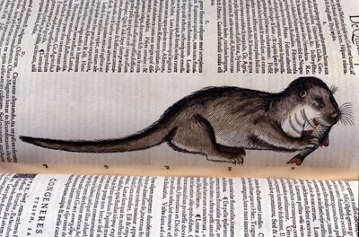 カワウソ - コンラッド・ゲスナー（1516 - 1565）の『Historia Animalium』、Tiguri 作： Unknown artist