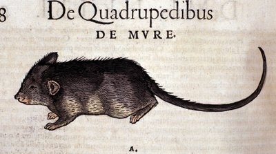 コンラッド・ゲスナーの『Historia Animalium』の後のネズミ、ティグリ1560年。Biblioteca nazionale Braidense.ミラノ 作： Unknown artist