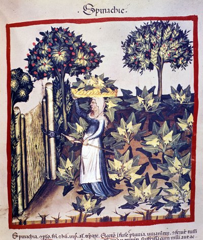 ほうれん草の回復。医食同源のミルキングからのイルミネーション "Tacuinum sanitatis" 作： Unknown artist