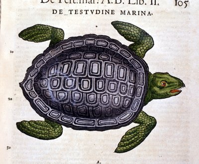 Tiguri 1560年、Conrad GesnerのHistoria Animaliumによると、ウミガメ。 作： Unknown artist