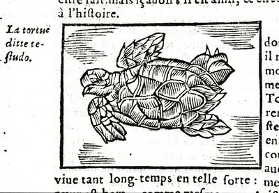 1642年にルーアンで印刷されたGerolamo Cardano (Cardanus Hieronymus) (Cardan)の論文「De la subtlite」を参考にしたウミガメ。 作： Unknown artist