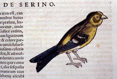 コンラッド・ゲスナーの「Historiae animalium」に掲載されているセリンは、ティグリ 作： Unknown artist