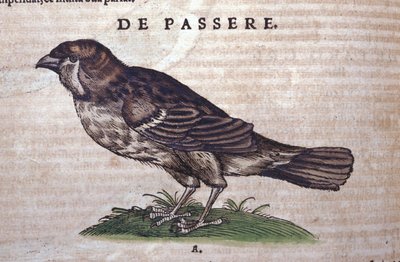 コンラッド・ゲスナー(1516-1565)の『Historia Animalium』に登場するスズメ、Tiguri 作： Unknown artist