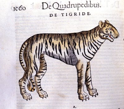虎 - コンラッド・ゲスナー（1516 - 1565）の『Historia Animalium』では、Tiguri 作： Unknown artist