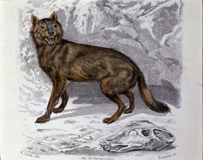 オオカミ。博物学者ビュフォン伯爵ジョルジュ・ルイ・ルクレール（1707-1788）の「ビュフォンの著作」の自然史編からの抜粋。19世紀 作： Unknown artist