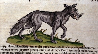 コンラッド・ゲスナーの『Historia Animalium』の後のオオカミ、ティグリ1560年。Biblioteca nazionale Braidense.ミラノ 作： Unknown artist