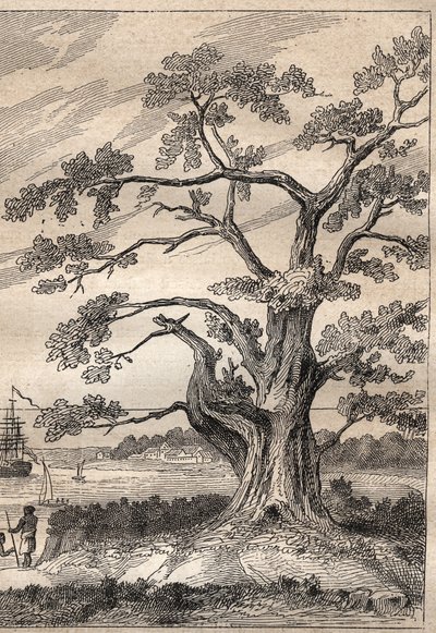 キャプテン・ジェームズ・クック（1728-1779）の第3回航海（1776-1779）：クックが金星の通過を観測した木 - "The Great Mariners of 18th century "から引用したイラスト 作： Unknown artist