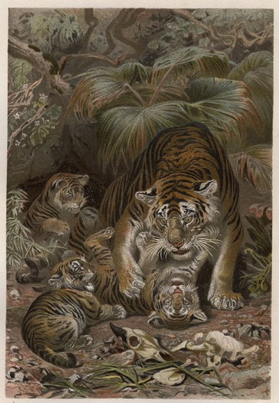 タイガーと子グマ - タイガー（Panthera tigris）と子グマ - Alfred Edmund Brehm (1829Ð1884)の「Brehm