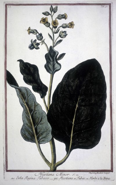 19世紀のハーバリウムに収められたタバコの葉と花（Nicotiana Minor）。 作： Unknown artist