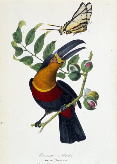 ムスカディエに乗ったオオハシのアリエルと蝶のプロテシラス - Lamaout著「Le jardin des plantes: complete historical and picturesque description of natural history museum」（1843年、パリ 作： Unknown artist