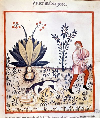 医学書「Tacuinum sanitatis」14世紀。リトリーブ・マンドレーク。ビビロッテカ・ナツィオナーレ・ブライデンセ。ミラノ 作： Unknown artist