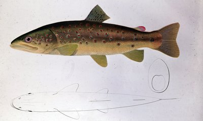 トラウト - Natural History Board 作： Unknown artist