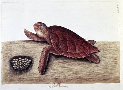 カメとその卵 - natural history board, B.N. 作： Unknown artist