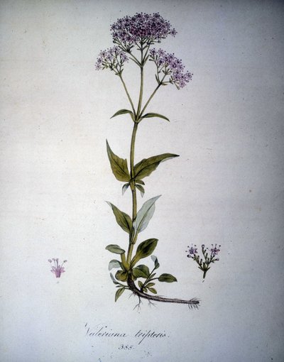 Valeriana mauveまたはValeriana tripteris。19世紀のハーバリウム。 作： Unknown artist