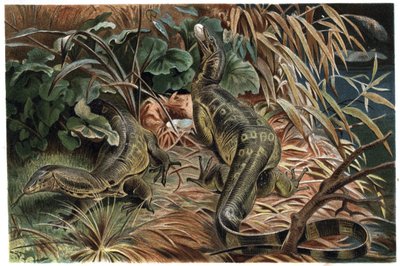 Varan - オオトカゲ (Varanus) - Alfred Edmund Brehm (1829-1884)の「Brehm