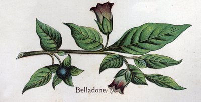 毒のある植物性の植物ベラドンナ。フリードリヒ・エドゥアルド・ビルツ（1842-1922）の「自然の薬」に掲載されている図版 作： Unknown artist