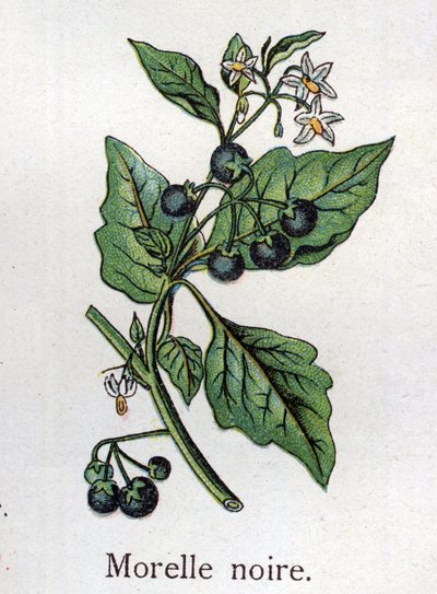 Venenous botanical plants:ブラックナイトシェード。フリードリヒ・エドゥアルド・ビルツ（1842-1922）の『自然の薬』に掲載されている図版 作： Unknown artist