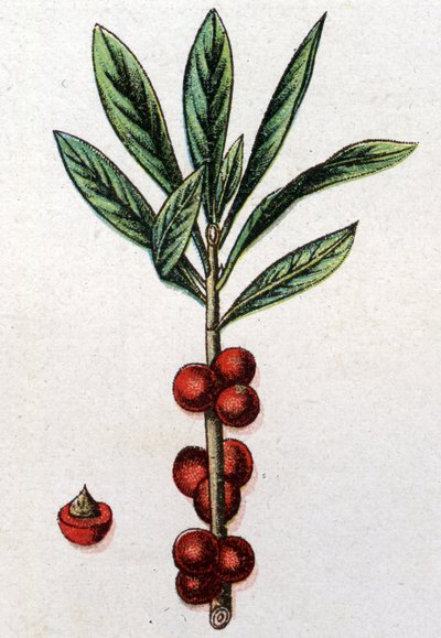 Venenous botanical plants:Daphne Mezereon.フリードリヒ・エドゥアルド・ビルツ（1842-1922）の「自然の薬」に掲載されている図版 作： Unknown artist