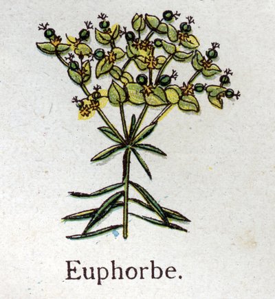毒のある植物性の植物Euphorbo.フリードリヒ・エドゥアルド・ビルツ（1842-1922）の「自然の薬」に掲載されている図版 作： Unknown artist
