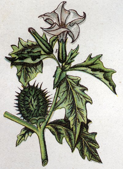 静脈性植物：スピナス・アップルのストラモイン。フリードリヒ・エドゥアルド・ビルツ（1842-1922）の『自然の薬』に掲載された版画 作： Unknown artist