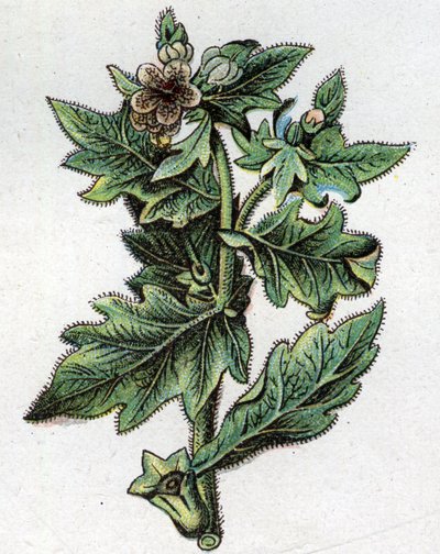 Venenous botanical plants: up to.フリードリヒ・エドゥアルド・ビルツ（1842-1922）の『自然の薬』に掲載された版画 作： Unknown artist
