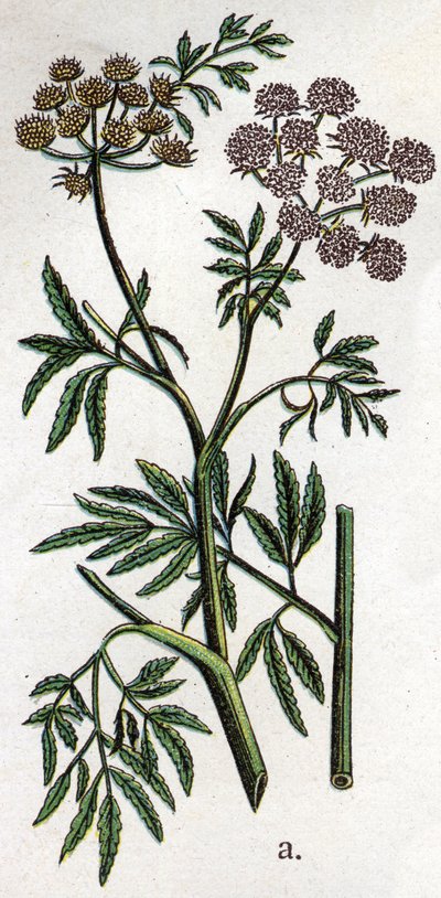 静脈性の植物：水性ヘムロック、水生ヘムロック、別名フェラスヘムロック（Cicuta virosa）。Friedrich Eduard Bilz (1842-1922)の「The natural medication」に掲載されている図版。 作： Unknown artist