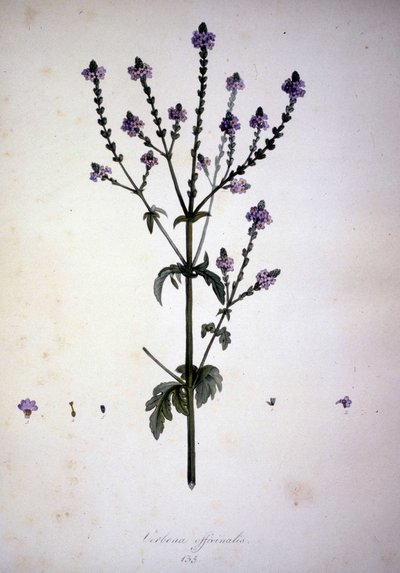 バーベナ・オフィシナリス（Verbena officinale）。19世紀のハーバリウム。 作： Unknown artist