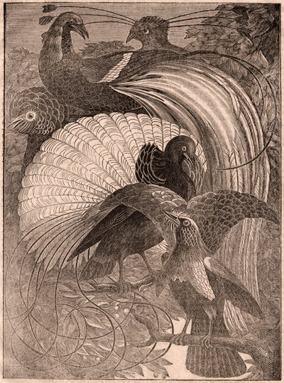 ニューギニアに住んでいる極楽鳥と呼ばれる5つの熱帯鳥のグループの眺め 作： Unknown