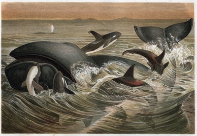 クジラとシャチ - Alfred Edmund Brehm (1829-1884) による「Brehm
