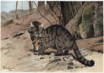 ヤマネコ（Felis silvestris） - Alfred Edmund Brehm (1829Ð1884)の「Brehm